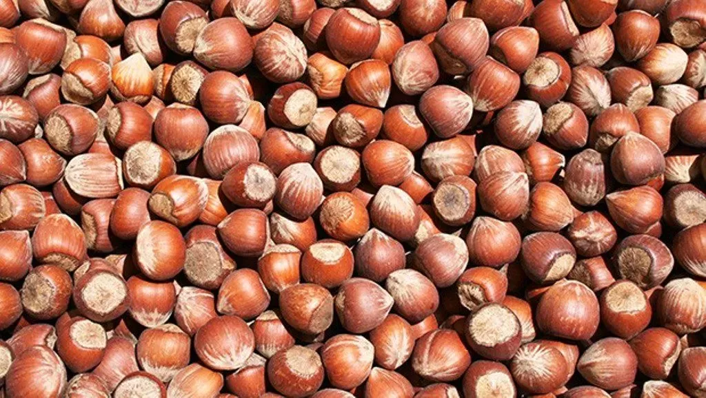 Sakarya’da Fındık Fiyatları Bugün Ne Kadar (13 Mart 2025 Güncel Liste)