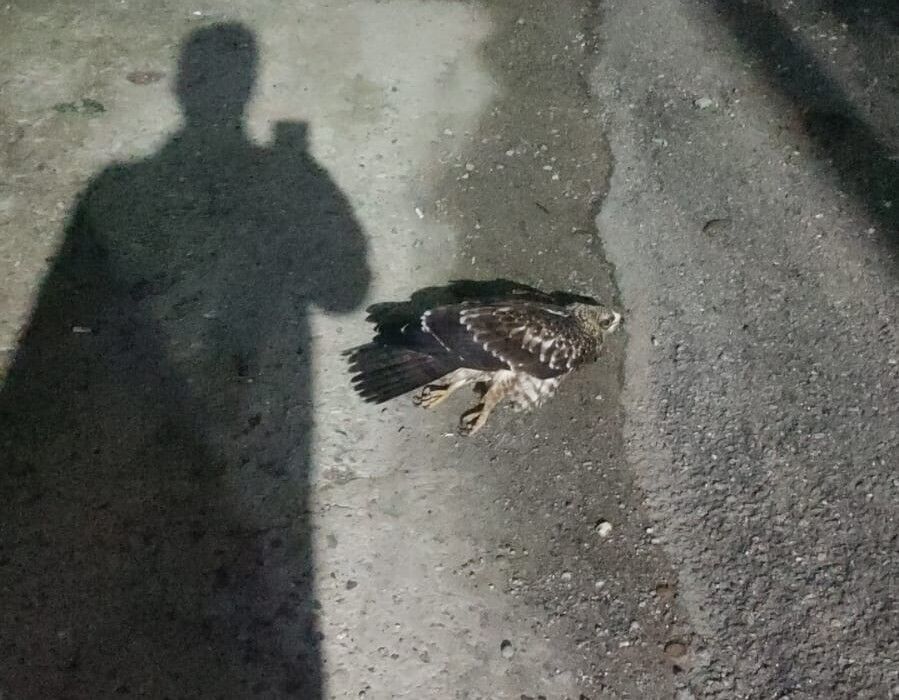 Sinop'ta yaralı bulunan doğan tedavi altına alındı