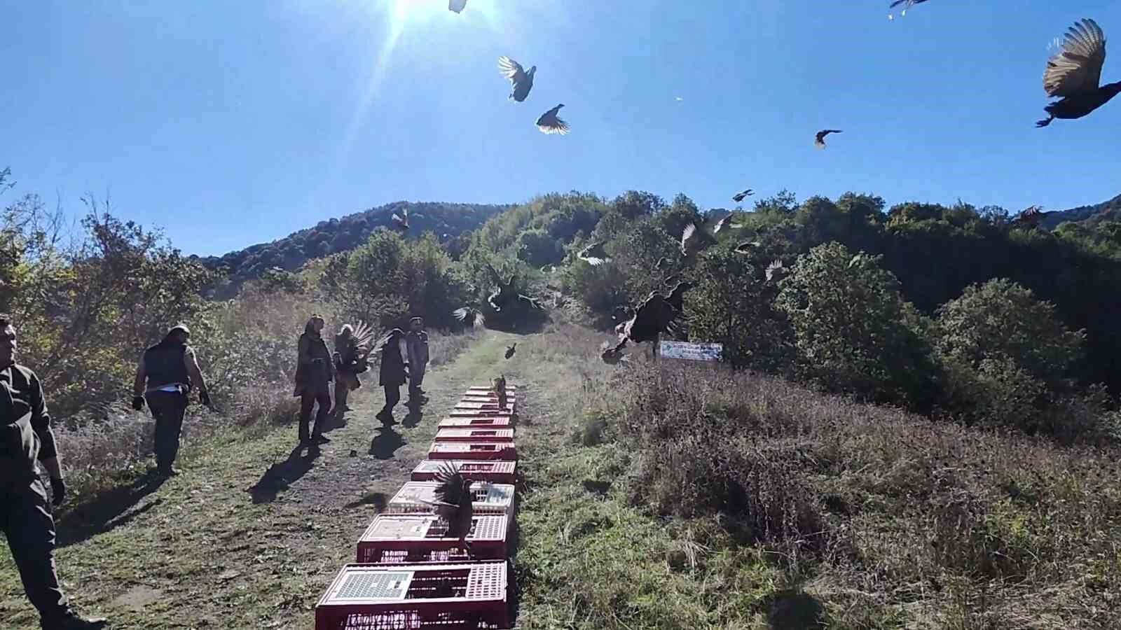 Zonguldak'ta yaban hayatını desteklemek için sülünler doğaya salındı