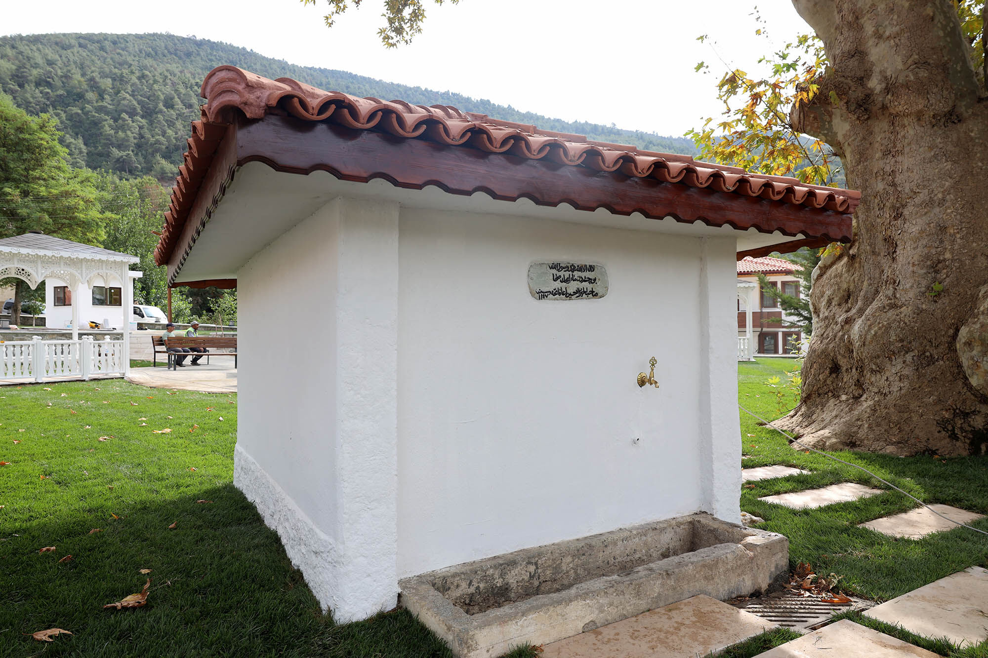 Tarihi Çınar 5