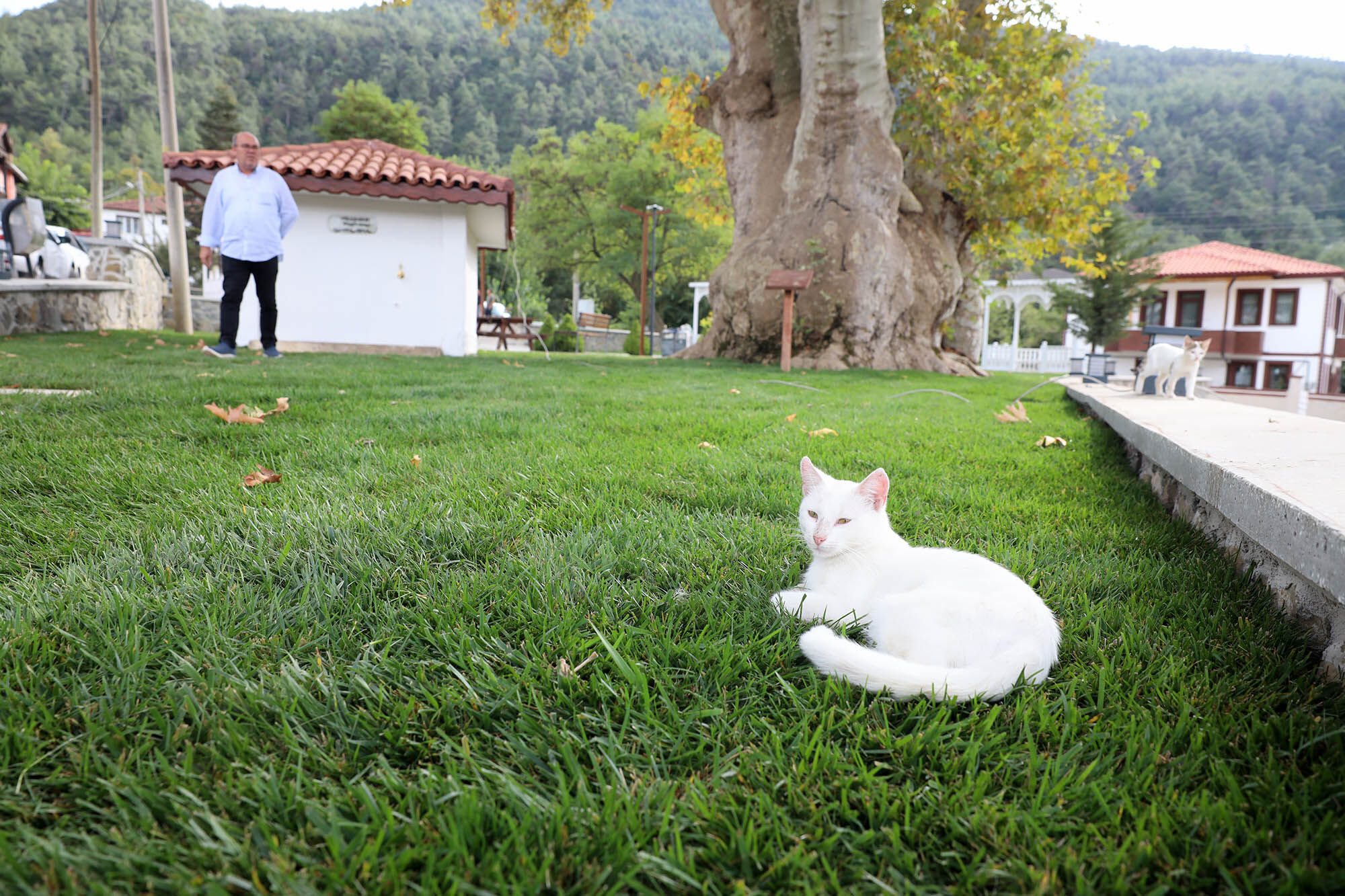 Tarihi Çınar 6