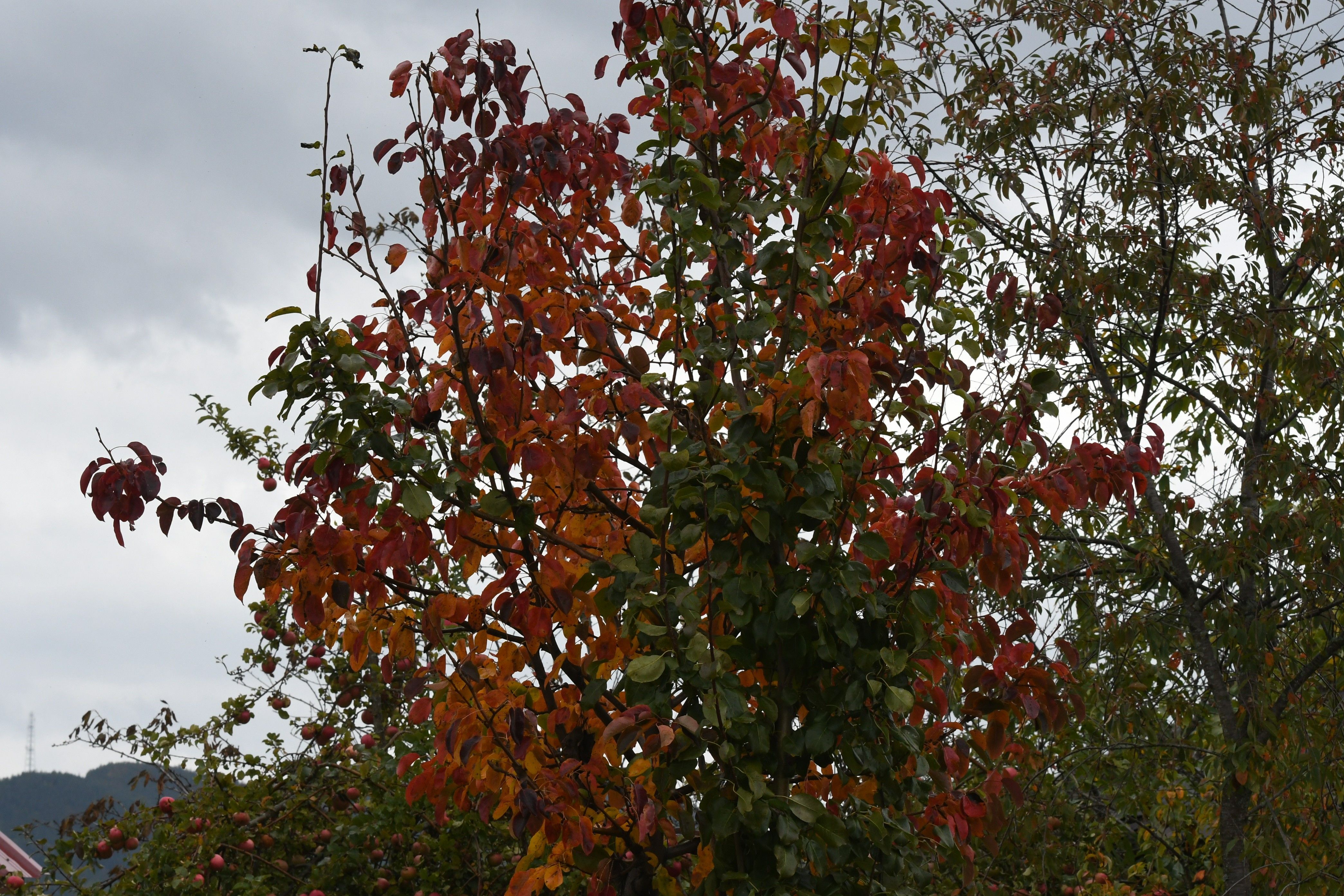A W816535 05