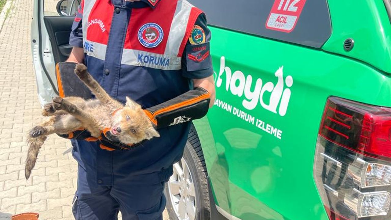 Sakarya'da yürümekte zorlanan yaralı tilki yavrusu tedaviye alındı