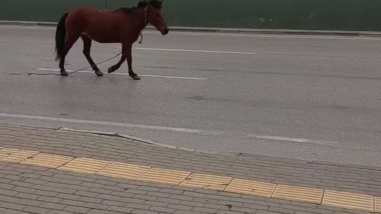 Bursa’da anayola çıkan at tehlike saçtı