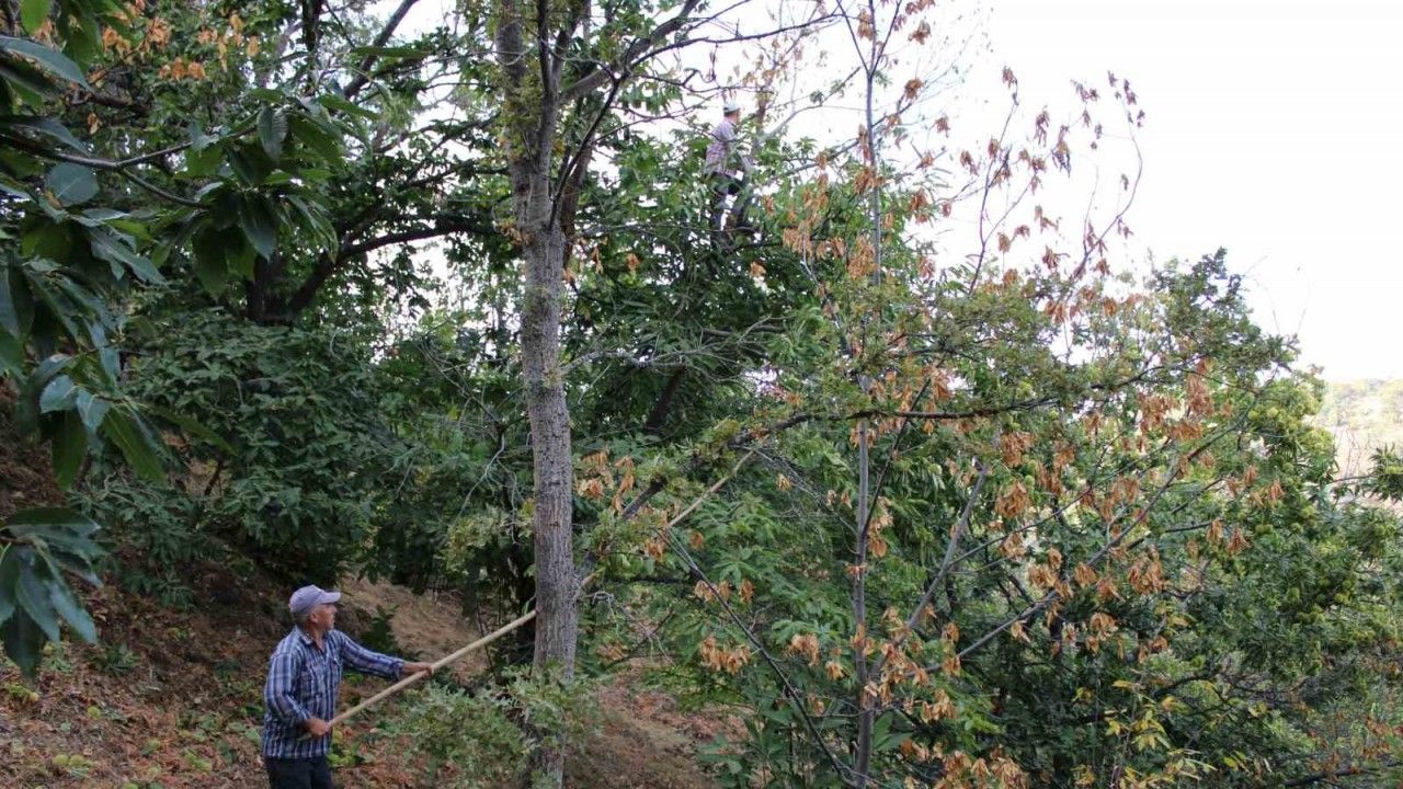 Kestanede hastalığa dayanıklı ağaç çeşitleri, üreticilere umut olacak