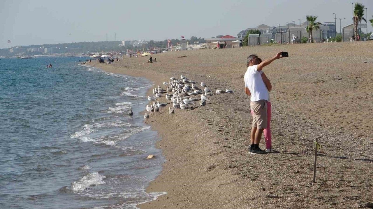 Manavgat sahilleri martı ve diğer deniz kuşlarıyla dolup taşmaya başladı