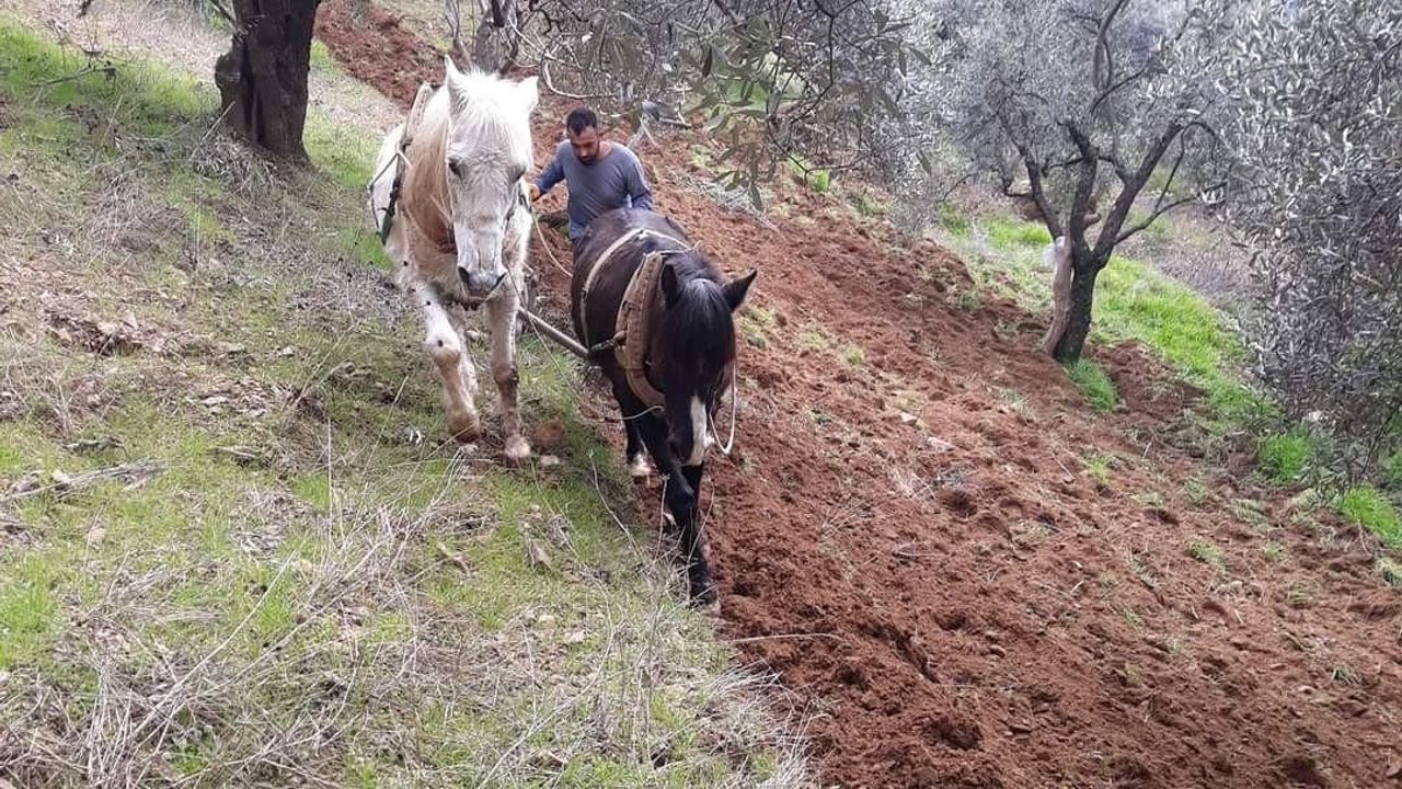Aydın’ın dağlarında atlar, çiftçinin imdadına yetişiyor