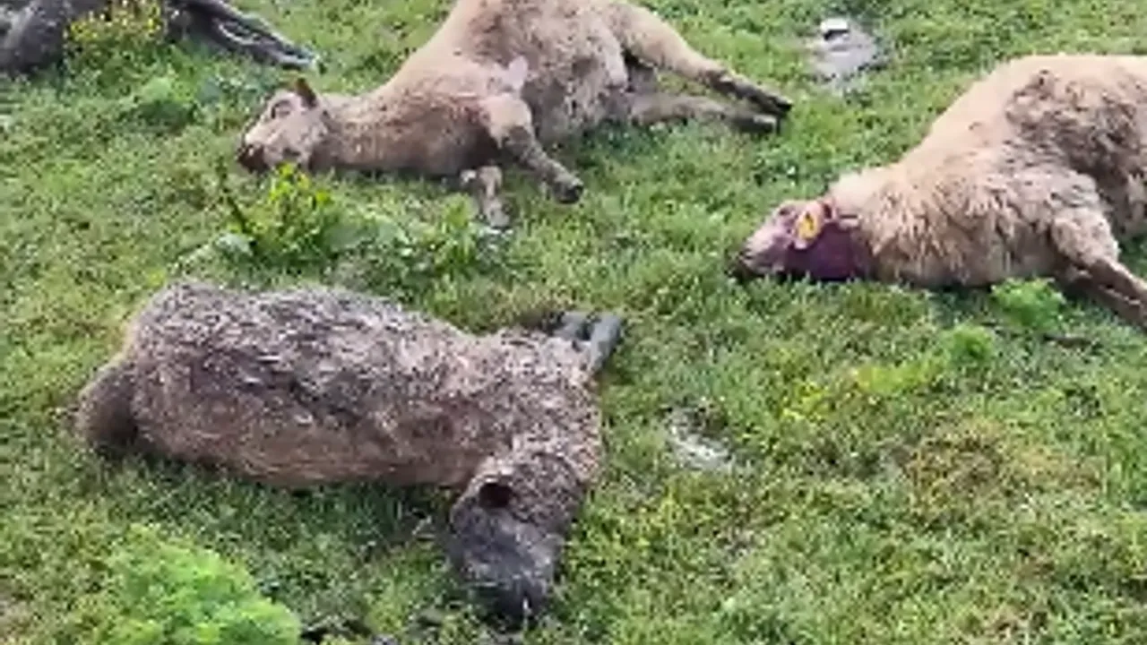 Çiftliğe saldıran kurtlar hayvanları telef etti!