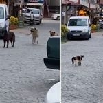 Sokağın kabadayısı: Kedi 3 köpeğe kafa tuttu