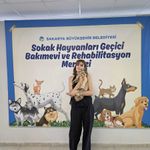 Sakarya'da 700 sahipsiz hayvan yeni yuvasına kavuşturuldu