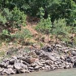 Tunceli'de koruma altındaki dağ keçileri Munzur Nehri kıyısında görüntülendi