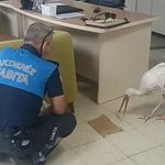 Mersin'de yaralı halde bulunan leylek koruma altına alındı