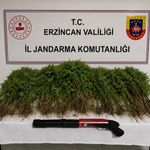 Tercan'da uyuşturucu operasyonunda 174 kök kenevir ele geçirildi