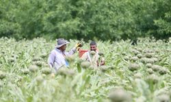 Enginar, fiyatı ve rekoltesiyle çiftçinin yüzünü güldürdü