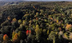 Atatürk Arboretumu'nda sonbahar renkleri