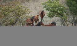 Çanakkale'nin kırlarında koşan yılkı atları doğaya ayrı güzellik katıyor