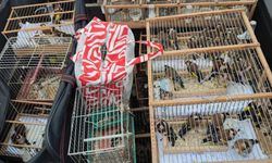 Fatih'te nesli tükenme tehlikesi altındaki kuşların ticaretini yapan 24 şüpheli yakalandı