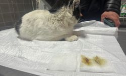 Bilecik'te kedinin midesinde toplanmış tüy yumakları endoskopi cihazıyla alındı