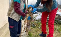 Demirköy'de yaralı köpek tedavi altına alındı