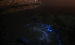 Bursa kıyılarında planktonların çoğalmasıyla deniz suyu yer yer renk değiştirdi