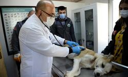 Bursa'da boynunu jiletli telin kestiği sahipsiz köpek tedavi edildi