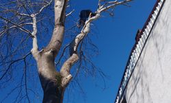 Bursa'da polisin kovaladığı hırsızlık zanlılarından biri tırmandığı ağaçta yakalandı