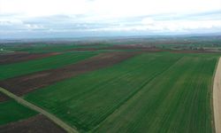Edirne'de son yağışlar buğdayın gelişimine destek oldu