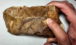 Adıyaman’da 15 milyon yıllık balık fosili bulundu