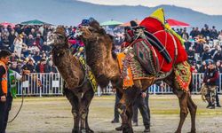 İzmir’de deve güreşi festivaline yoğun ilgi