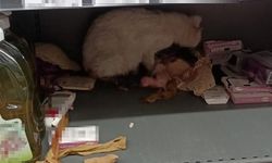 Kedi markette doğum yaptı