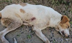 Uyuşturdukları köpekleri ölüme terk eden 3 şüpheli yakalandı: 21 bin 648 lira cezası kesildi
