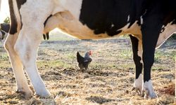 Süt üretimi arttı tavuk eti üretimi azaldı