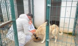 Bilecik'te merhum iş adamının damadından hayvan hastanesine 4 ton mama bağışı