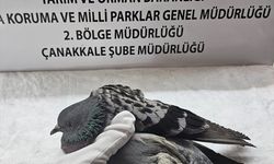 Çanakkale'de yaralı bulunan güvercinin sol bacağı ampute edildi