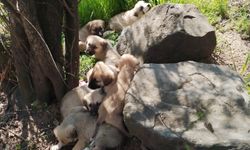 Edirne'de çuvallar içinde terk edilen 14 köpek yavrusu barınağa alındı