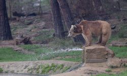 Küresel ısınma ve yetersiz beslenme ayılara kış uykusunu unutturdu