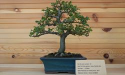 Türkiye'nin ilk "bonsai müzesi" Yalova'da açıldı
