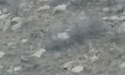 Yüksekova’da sürü halindeki dağ keçileri görüntülendi