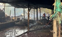 Besi çiftliğinde yangın felaketi: Çok sayıda kurbanlık büyükbaş telef oldu
