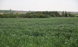 Edirne ve Tekirdağ'da buğday üreticilerine "pas hastalığı" uyarısı