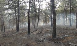 Edirne'de çıkan yangında 5 dönüm ormanlık alan zarar gördü