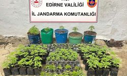 Edirne'de evinde Hint keneviri yetiştiren şüpheli gözaltına alındı