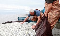 İznik Gölü'nde gümüş balığının ihracat yolculuğu başladı