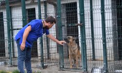 Osmaneli'deki hayvan hastanesinde 136 sahipsiz hayvan tedavi edildi