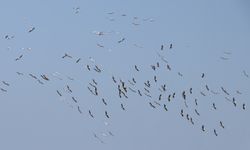 Tekirdağ'da göç eden pelikanlar görüntülendi
