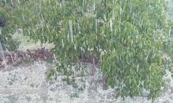 Meteorolojinin uyardığı Çankırı’da dolu yağışı etkili oldu
