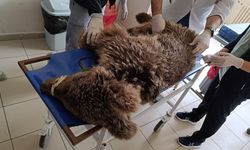 Bursa'da yaralı bulunan ayı korumaya alındı