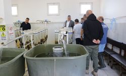 Edirne'de bu yıl 10 milyon pullu sazan balığı yavrusu yetiştirilmesi hedefleniyor