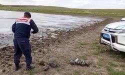 Edirne'de jandarma kaçak avcıların gölete bıraktığı maket ördekleri sudan topladı