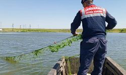 Edirne'de jandarma kaçak avlanan avcıların gölete attığı ağa takılan balıkları suya saldı